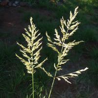 Image of Eragrostis chloromelas