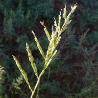 Image of Eriochloa acuminata