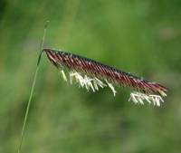 Bouteloua gracilis image