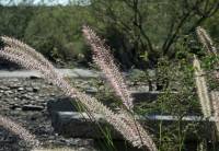 Pennisetum setaceum image