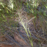 Image of Muhlenbergia asperifolia