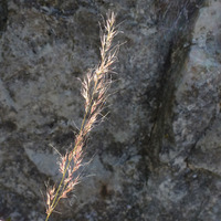 Image of Muhlenbergia pauciflora