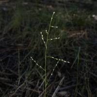 Muhlenbergia ramulosa image