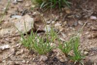 Muhlenbergia depauperata image