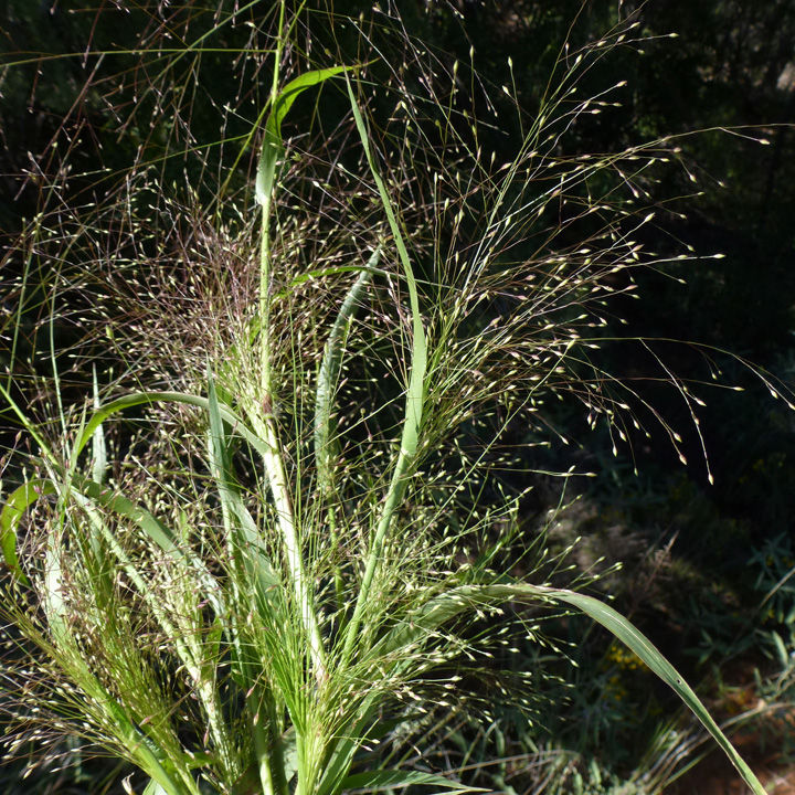 Panicum capillare image