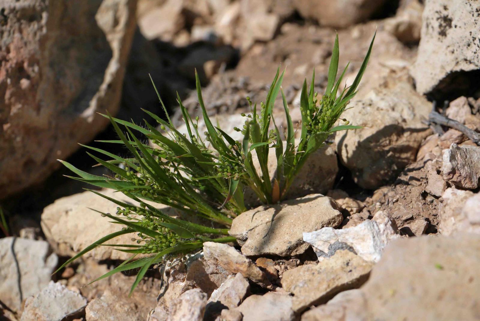 Panicum mohavense image