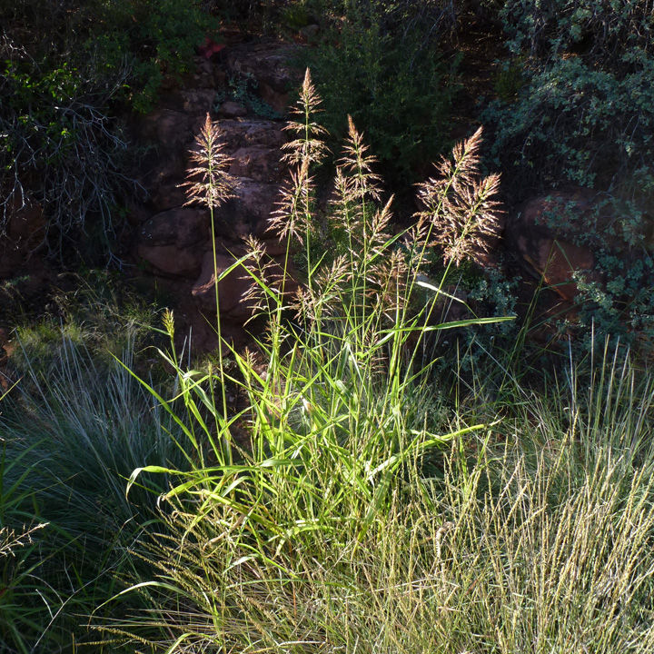 Sorghum halepense image