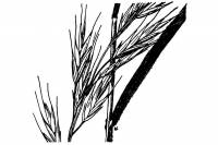 Image of Bromus texensis