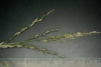 Eragrostis pectinacea var. pectinacea image