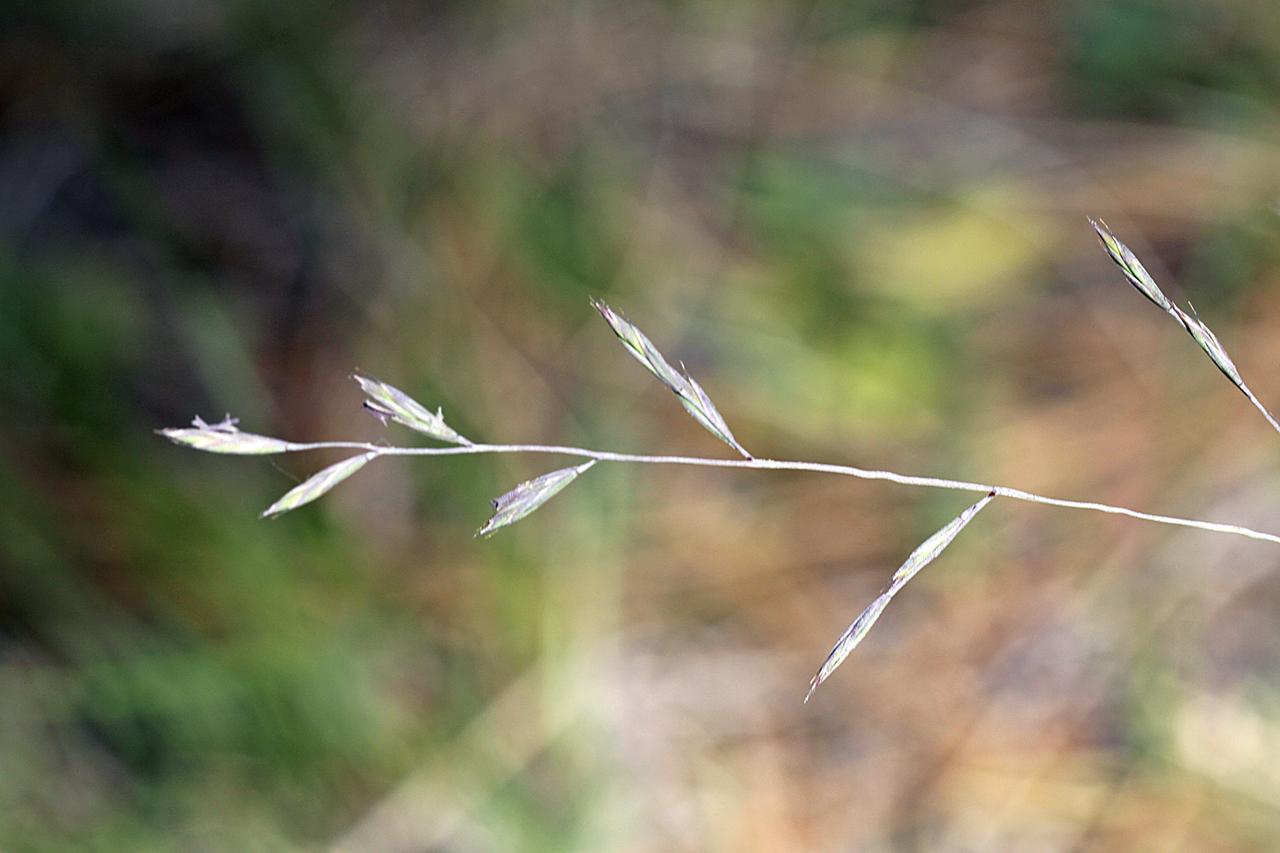 Festuca calligera image