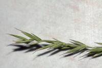 Festuca calligera image