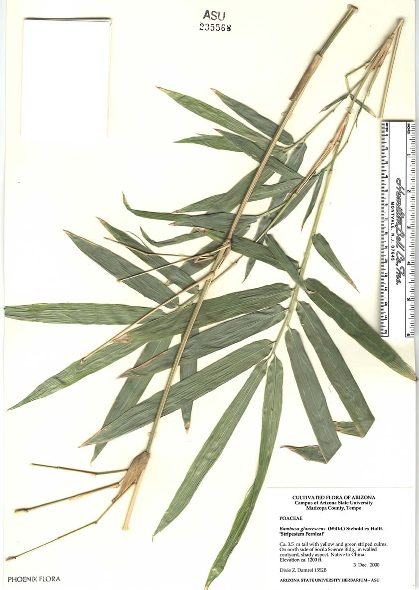 Bambusa glaucescens image