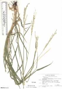 Digitaria californica image