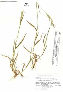 Eriochloa acuminata var. acuminata image