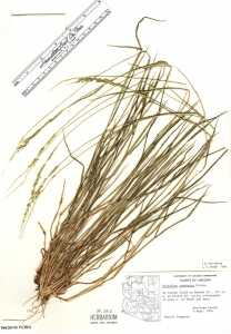 Image of Eriochloa contracta