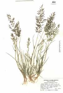 Eragrostis barrelieri image