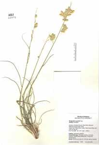 Eragrostis superba image
