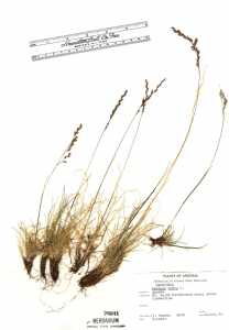 Image of Festuca rubra