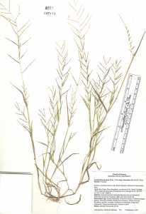 Leptochloa panicea subsp. brachiata image