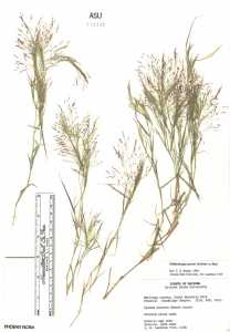 Muhlenbergia porteri image