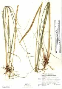 Muhlenbergia rigens image