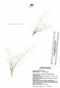 Muhlenbergia fragilis image