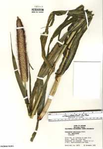 Image of Pennisetum glaucum