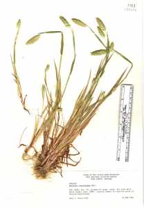 Phalaris caroliniana image