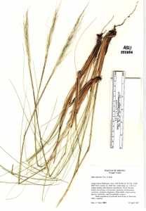 Pappostipa speciosa image