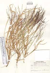 Digitaria cognata image