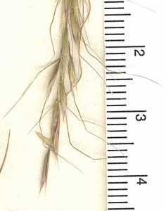 Image of Stipa lettermanii