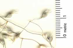 Eriocoma hymenoides image