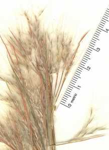 Andropogon glomeratus image