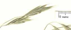 Bromus ciliatus image