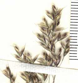 Deschampsia cespitosa image