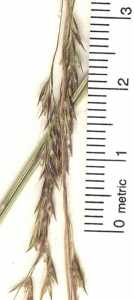 Deschampsia elongata image