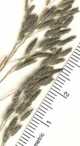 Image of Eragrostis perplexa