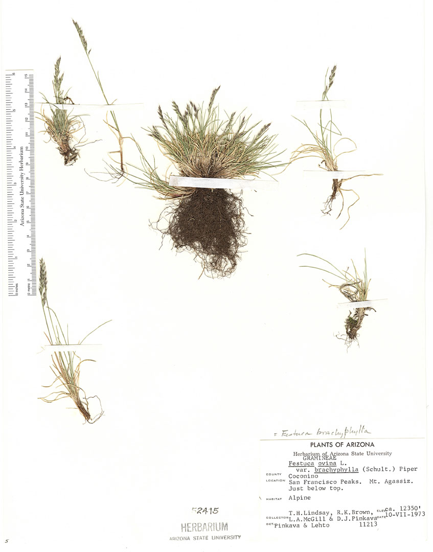 Festuca brachyphylla image