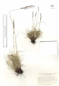 Festuca calligera image