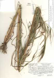 Heteropogon melanocarpus image