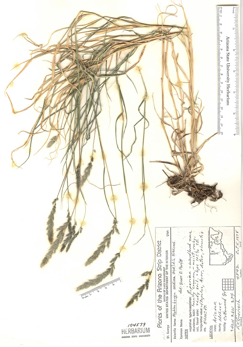 Muhlenbergia andina image