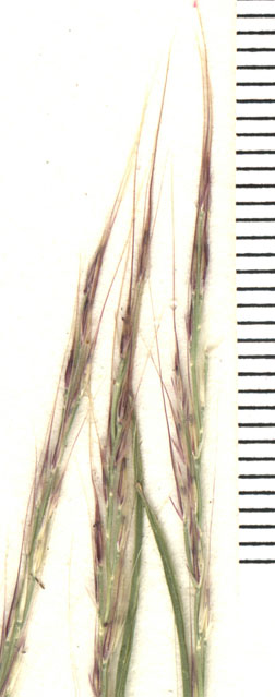 Muhlenbergia brevis image