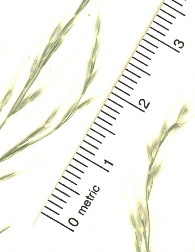 Muhlenbergia curtifolia image