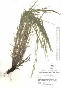 Muhlenbergia glauca image