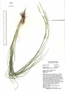 Muhlenbergia sylvatica image