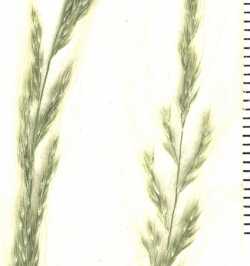 Muhlenbergia tenuifolia image