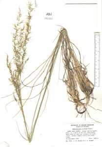 Muhlenbergia trifida image