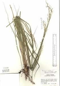 Panicum virgatum image