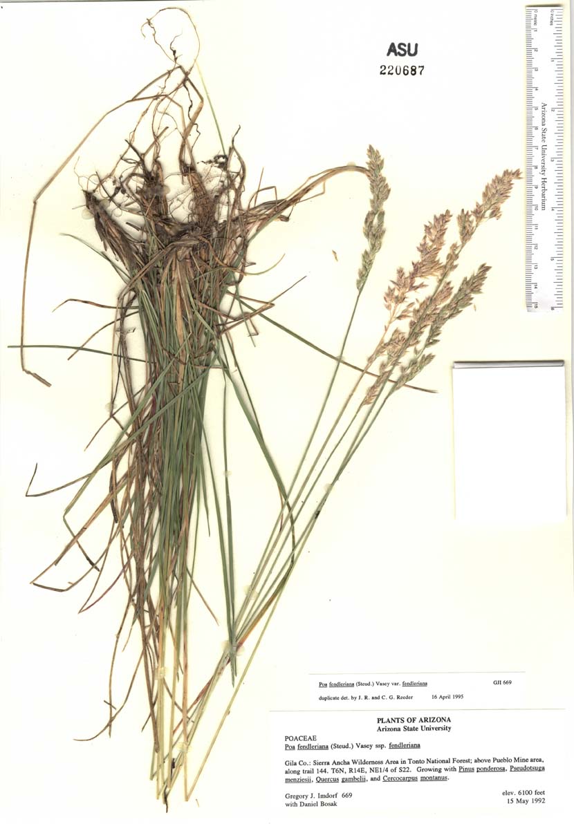 Poa fendleriana var. fendleriana image