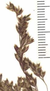 Poa glauca image